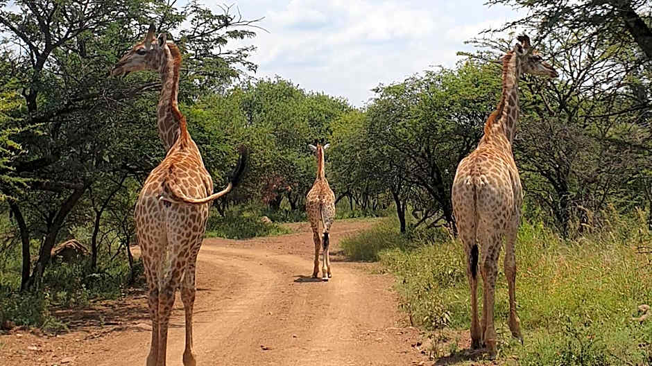 Monateng Safari Lodge