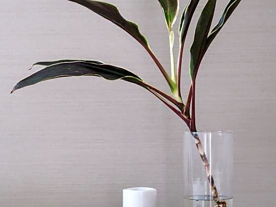 Comfort Miyabi Annex One 101