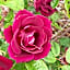 Country Rose Motel Warwick
