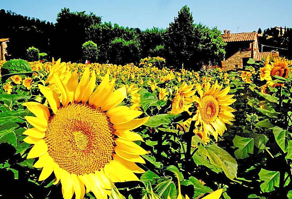 Azienda Agrituristica I Tre Casali