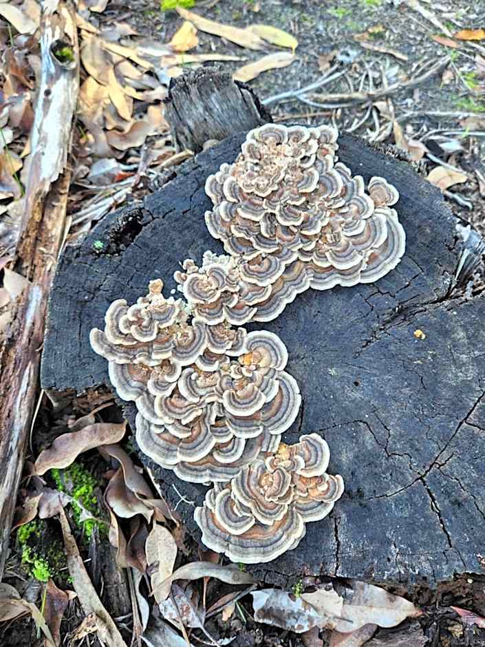 Scarlet Woods Chalets