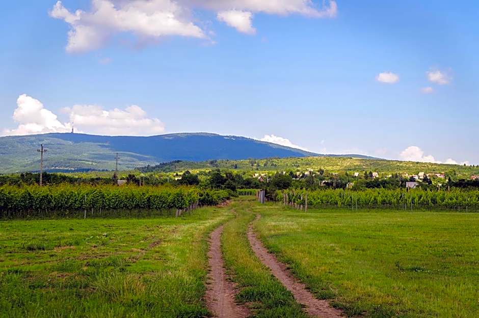 Dominium Pincészet és Panzió