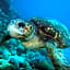 South Pacific Bed & Breakfast