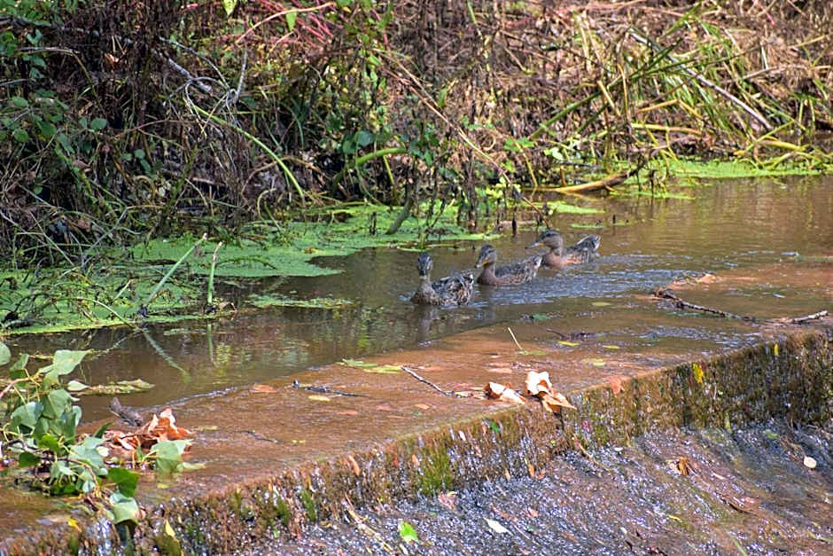 Hotel Moli De La Torre