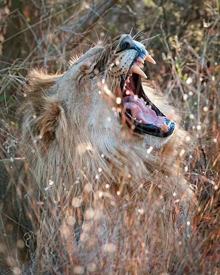 Shambala Private Game Reserve