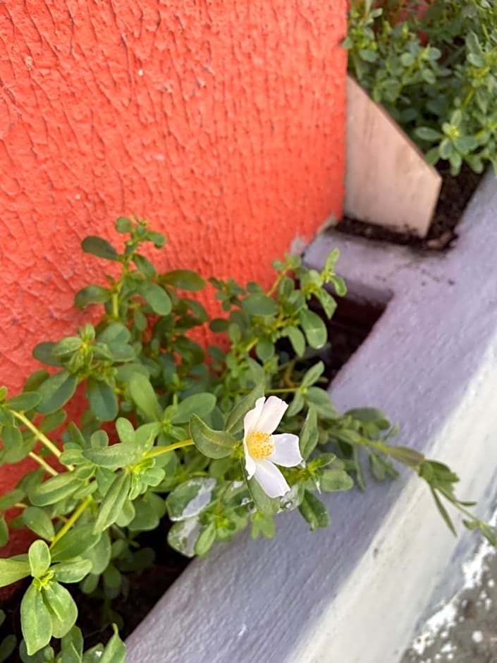 Pousada House Nativa