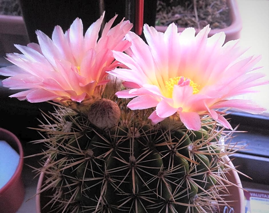 B & B Luoghi Antichi