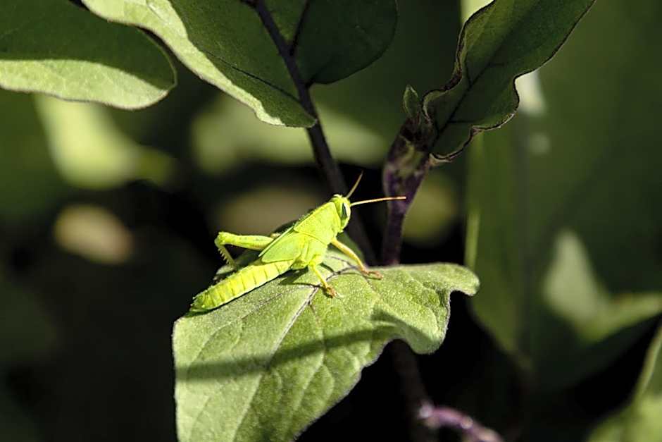Eco Village Baia Delle Ginestre