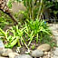 See More Guest House