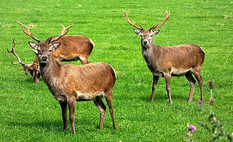 Loch Rannoch Hotel and Spa