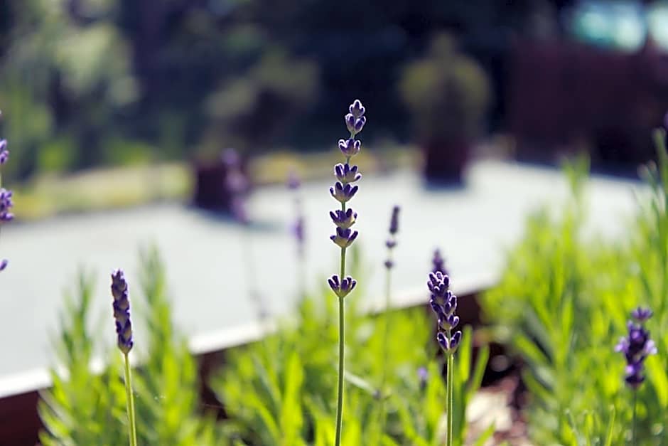 Koszarka Venue & SPA