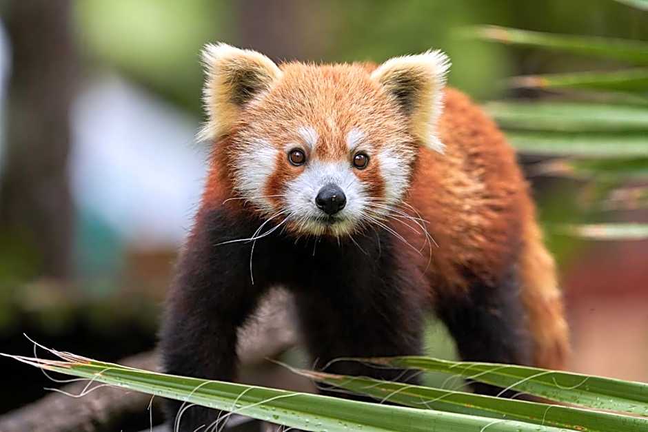 Hotel Selwo Lodge - Animal Park Tickets Included