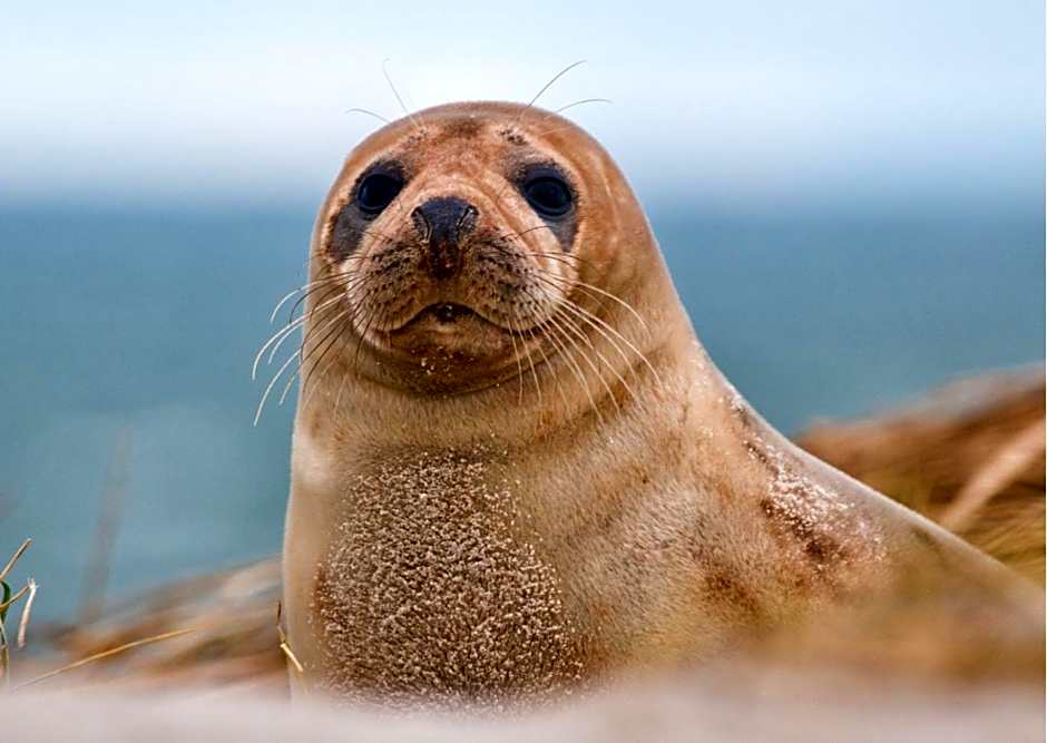 Camping Hotel Renesse