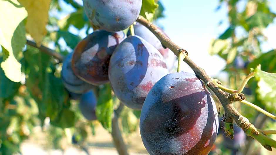 Residence Colle Veroni