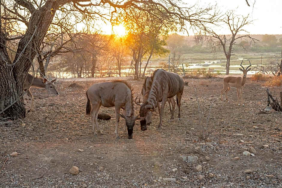 Foxy Crocodile Bush Lodge & Kruger Safari's - No Loadshedding