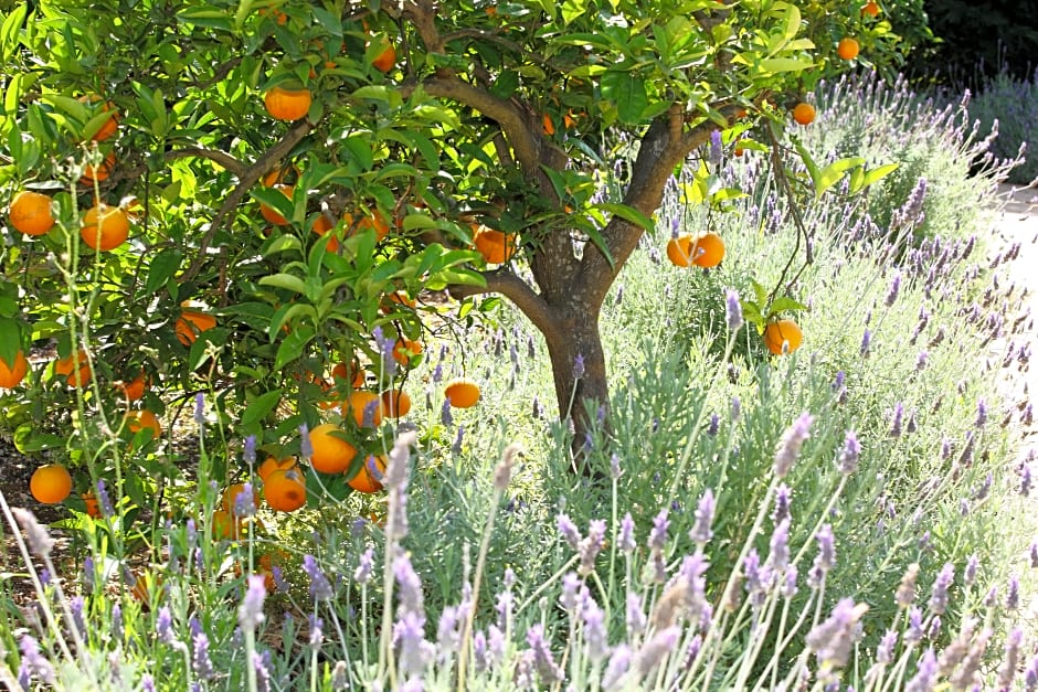 Hotel Finca Ca's Curial