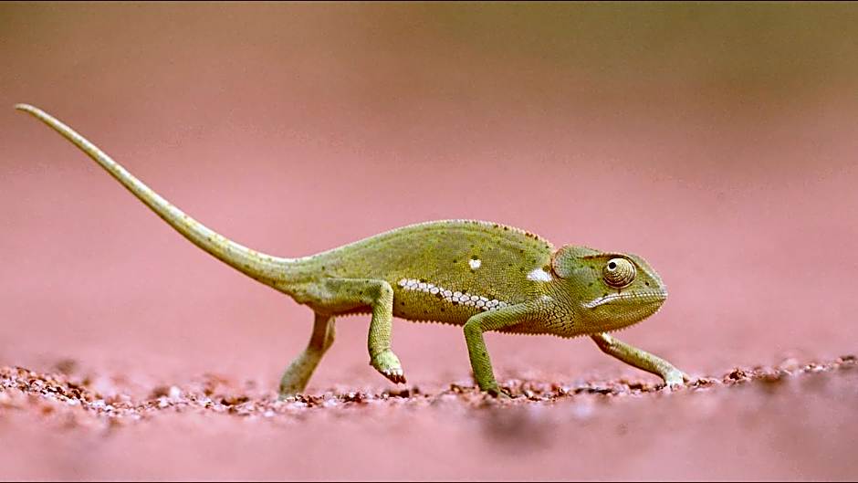 Geiger's Camp in Timbavati Game Reserve by NEWMARK