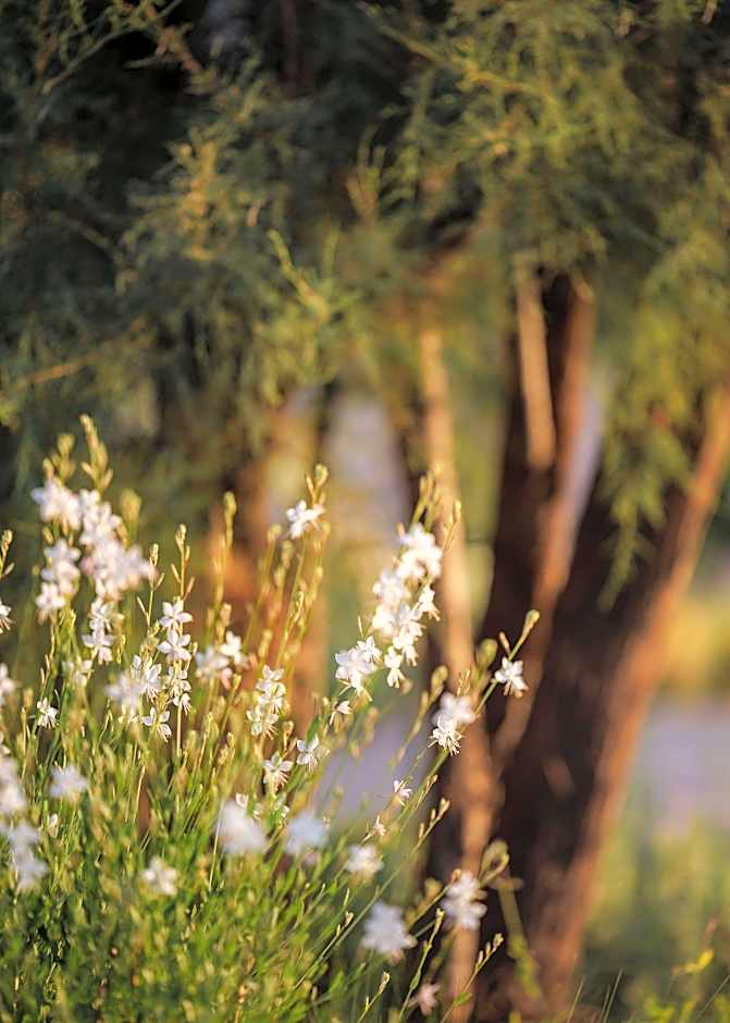 OneandOnly Aesthesis