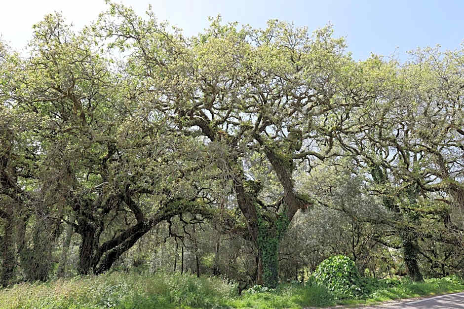 Hotel Dom Goncalo & Spa