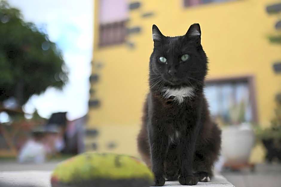 Los Amigos NEST hostel