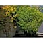 Innterhill Tsubasa Yufuin - Vacation STAY 94222v
