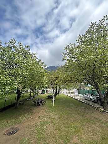 Walnut Tree Pahalgam