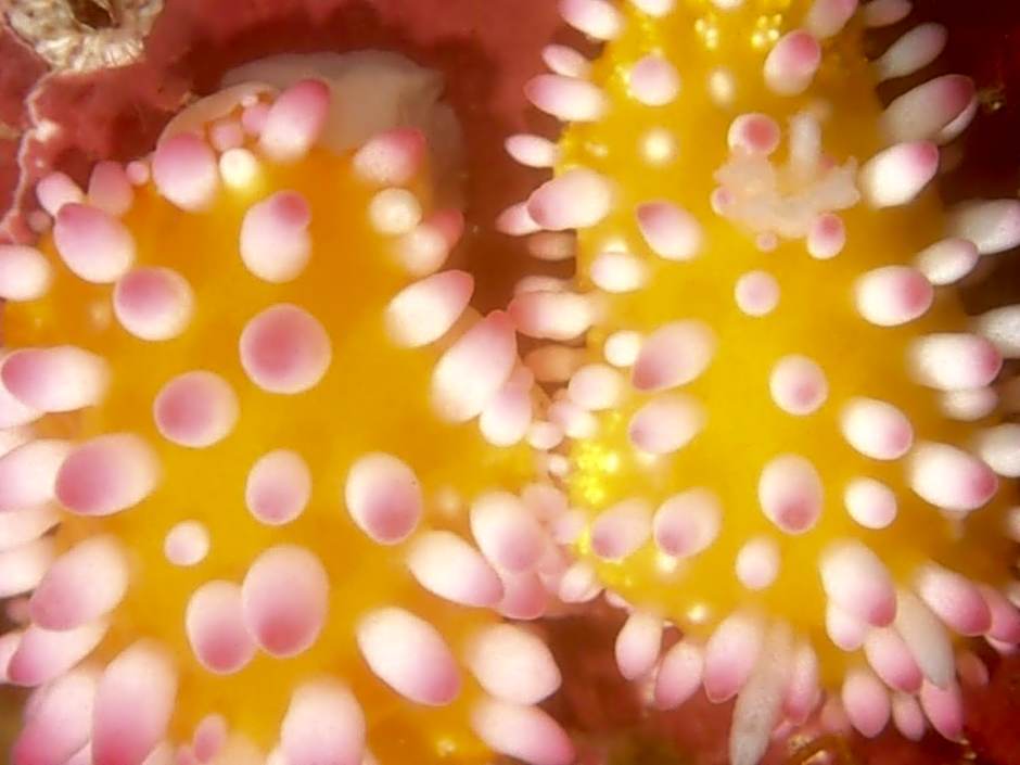 Yuraku Izu-Oshima - Vacation STAY 44742v