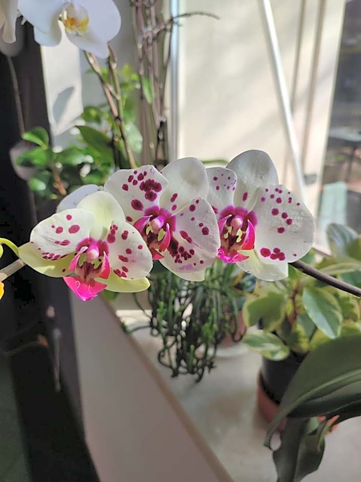 Albergo Zoello Je Suis