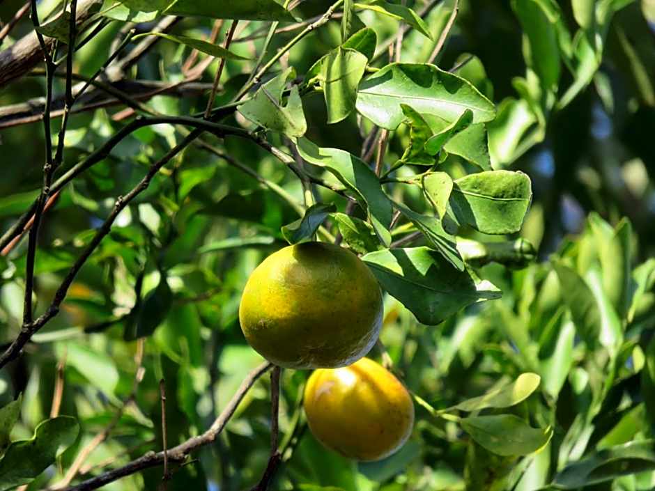 Pousada Biso Finoca Ibiraquera