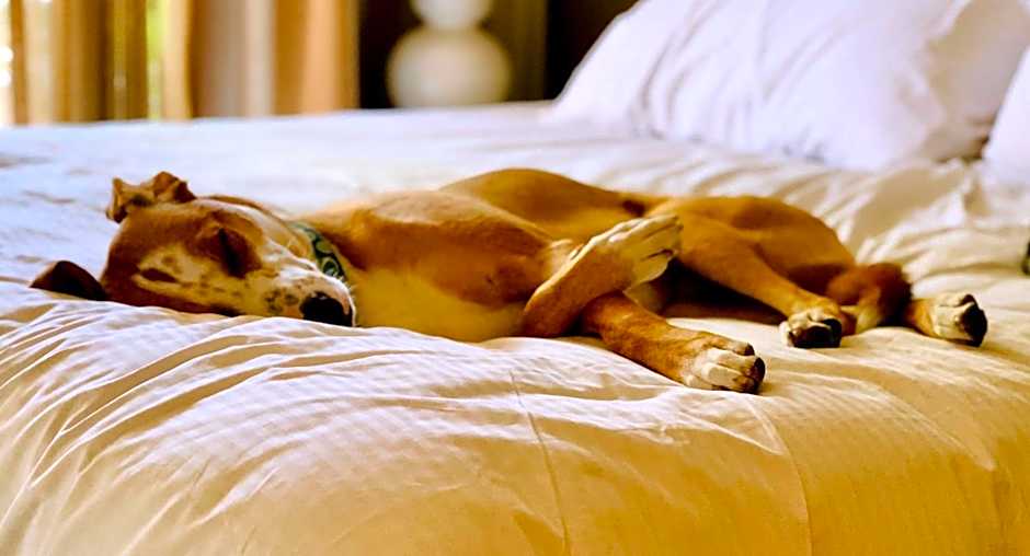 Sonesta Simply Suites Dallas Richardson