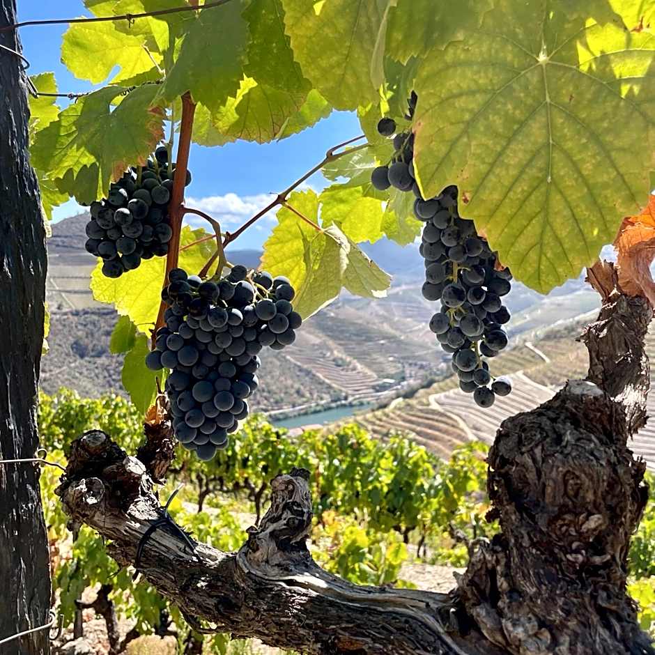 Hostel Douro Backpackers