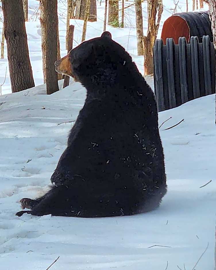 Blue Spruce Bed and Breakfast Muskoka