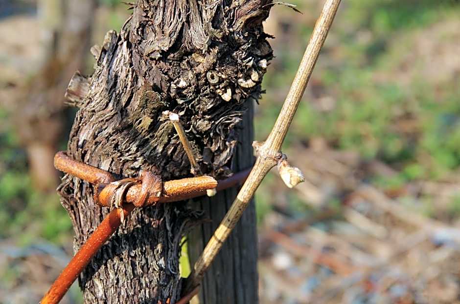 Weingut Weich