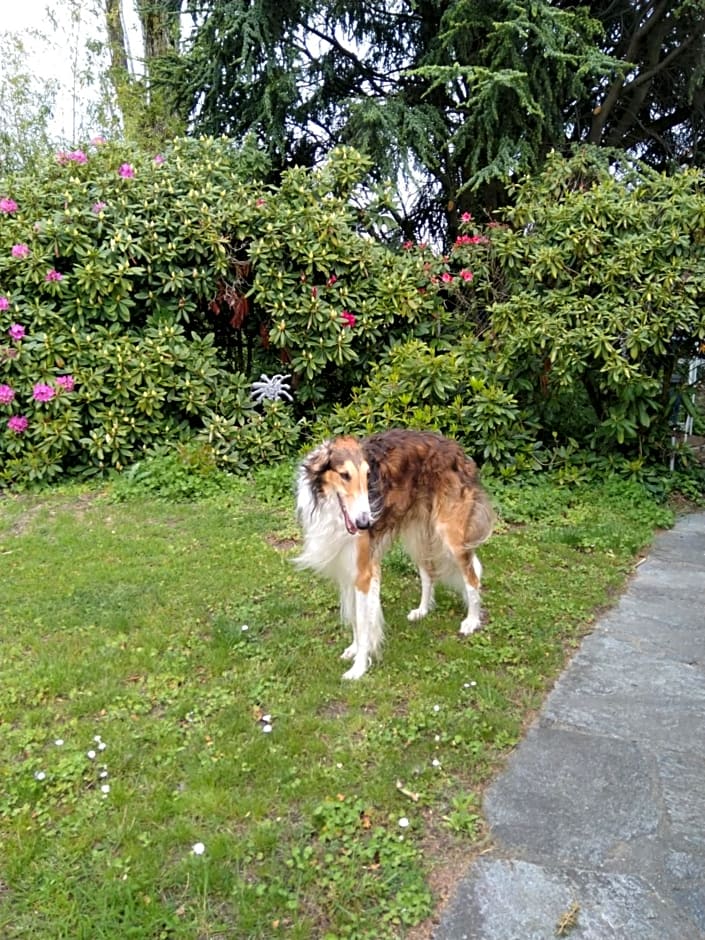 Swiss Borzoi House