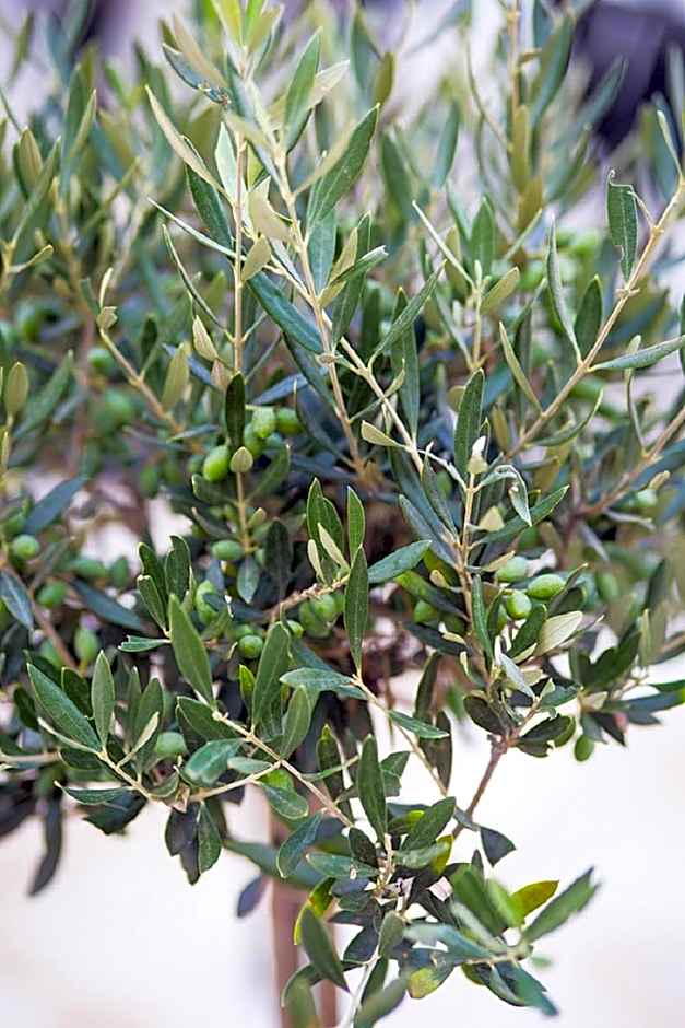 Limeni Inn Boutique Hotel Adults only 12plus