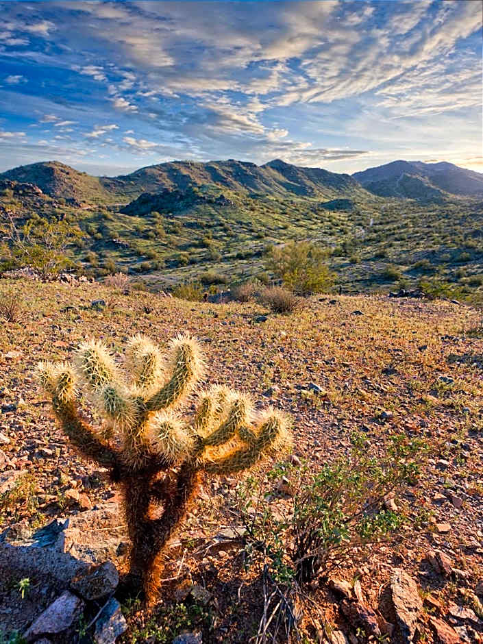 Raintree at Phoenix South Mountain Preserve