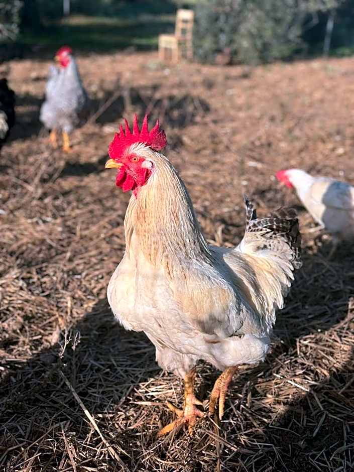 Agriturismo Tenuta Calitre