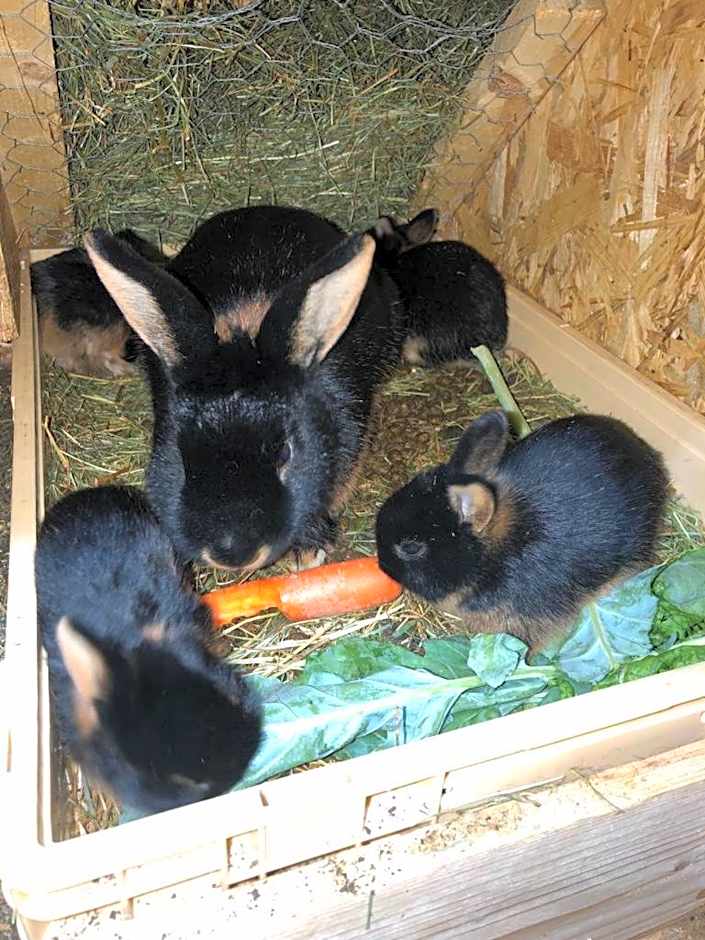 Nagelfluhhaus Hirsch