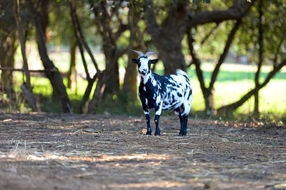 Quinta Da Samoqueirinha