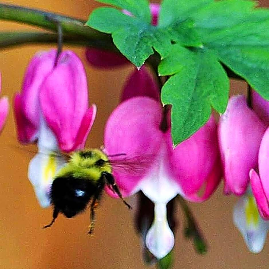 A Suite Retreat - Beyond Bed & Breakfast