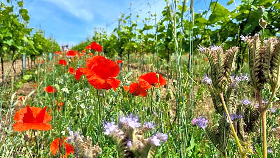 Pension Vinařství Klučov