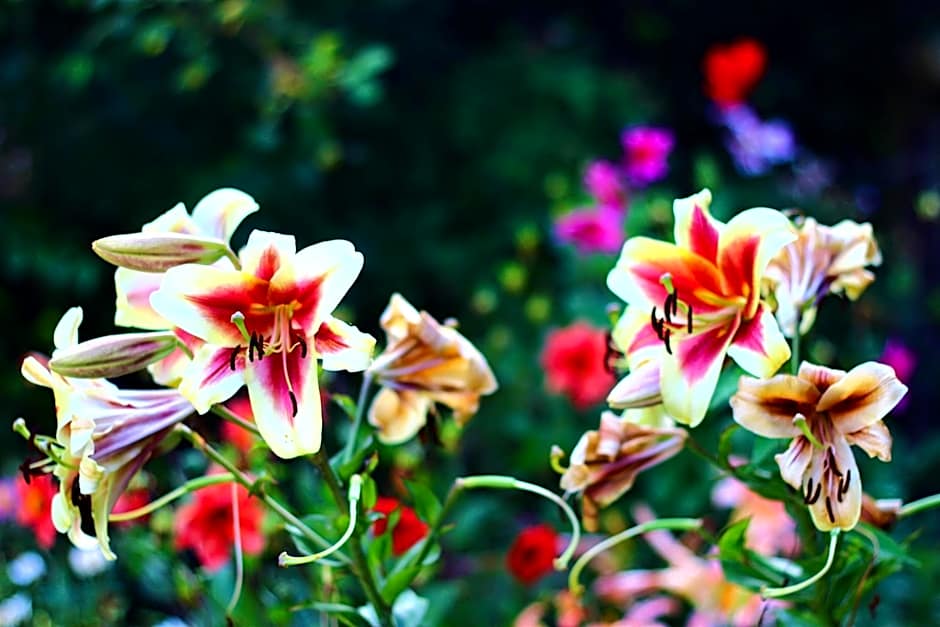 Duvauchelle Seaside Motel