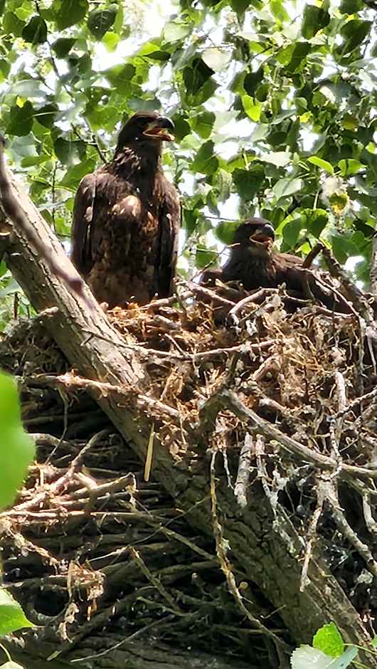 Dreamcatcher Lake House