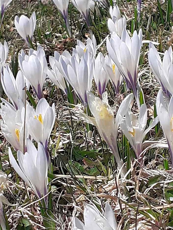 Berggasthof Sonne Allgäu