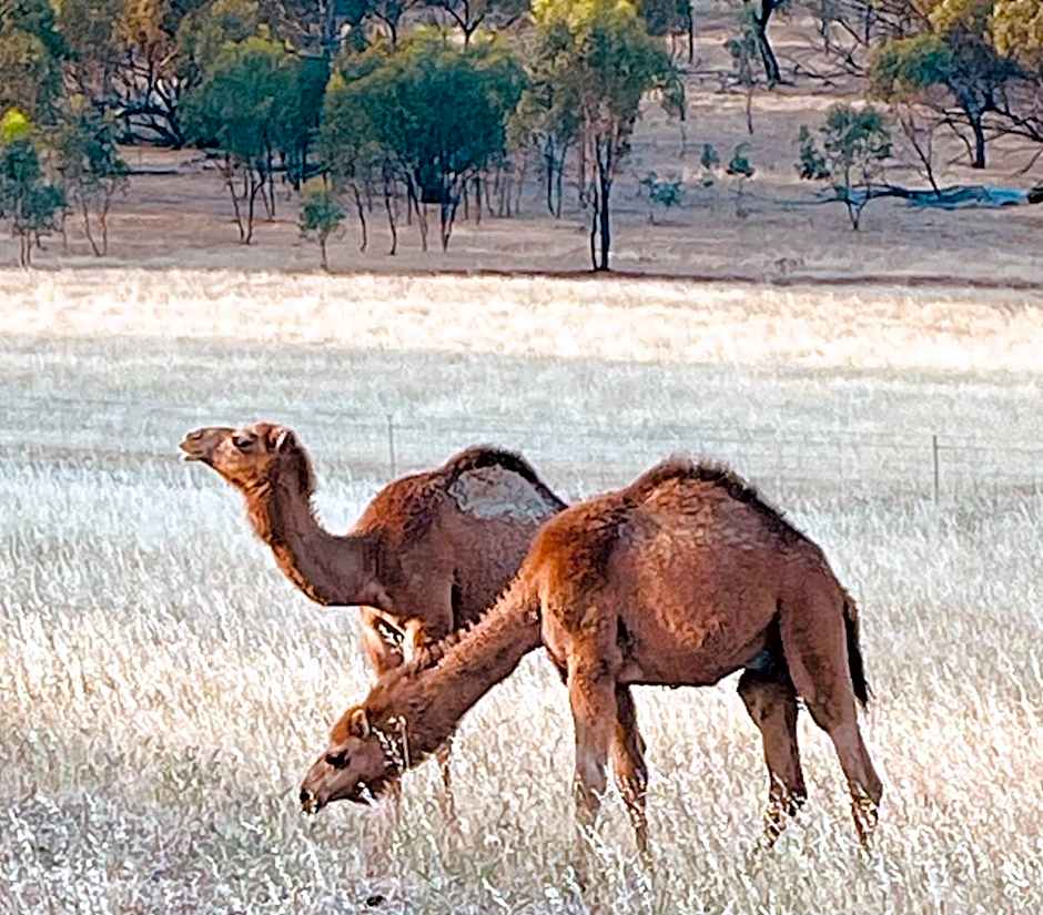 Sandalwood Downs Fabulous Farm Stay TOODYAY