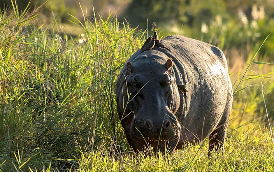 Mohlabetsi Safari Lodge