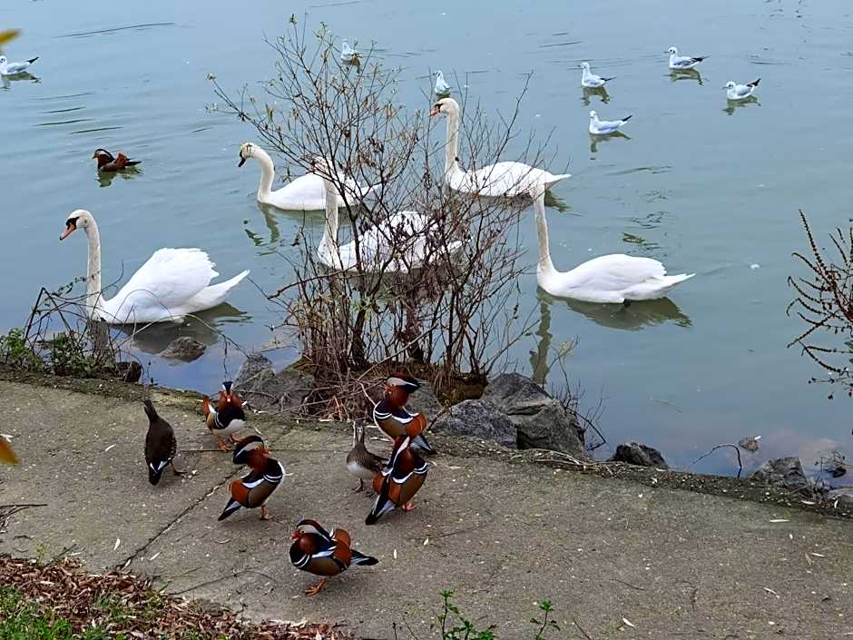 LES PINGOUINS DE LA MARNE