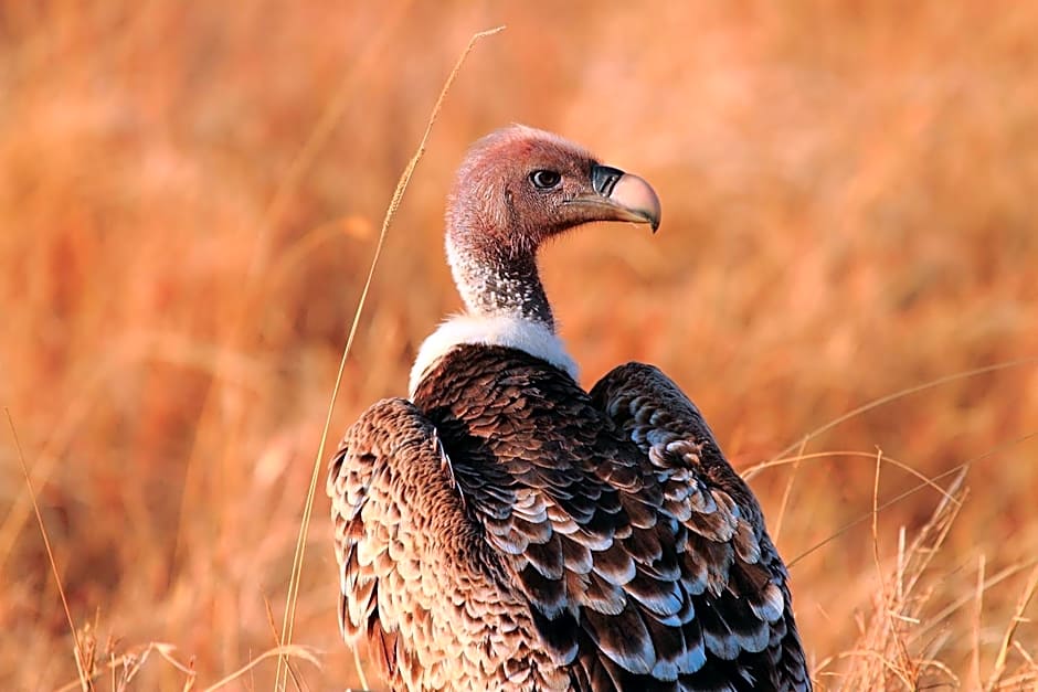 Jambo Mara Safari Lodge