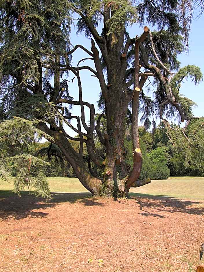 B&B Giardino Jappelli (Villa Ca' Minotto)