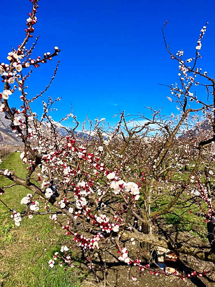 Saillon Evasion Sarl